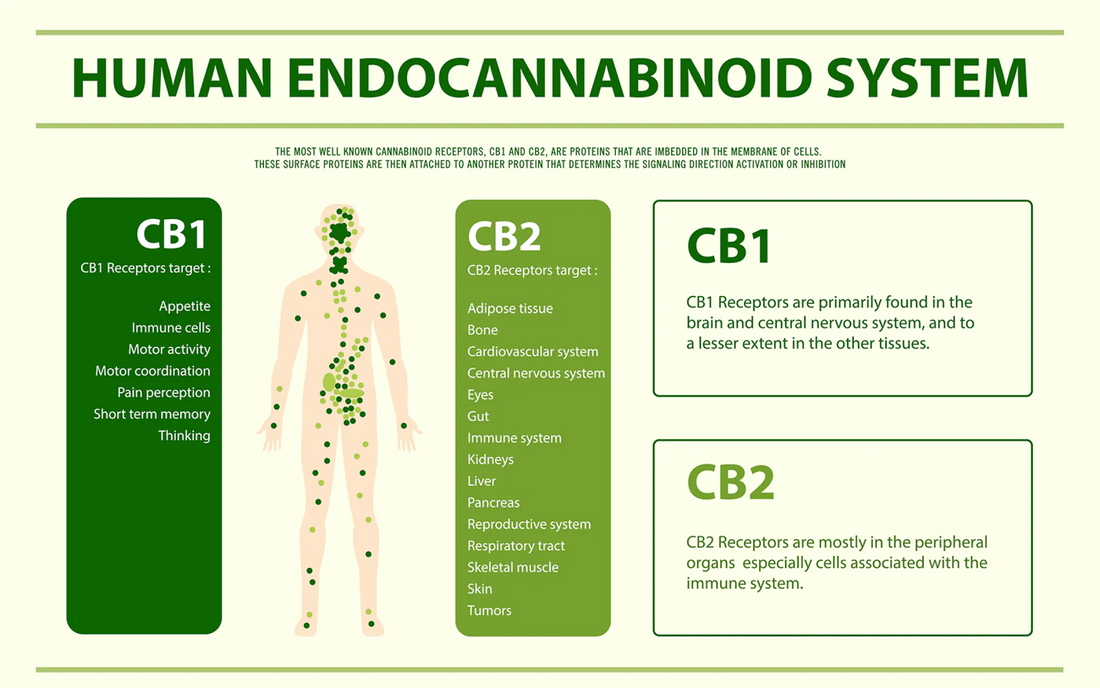 What is the Endocannabinoid System (ECS)?